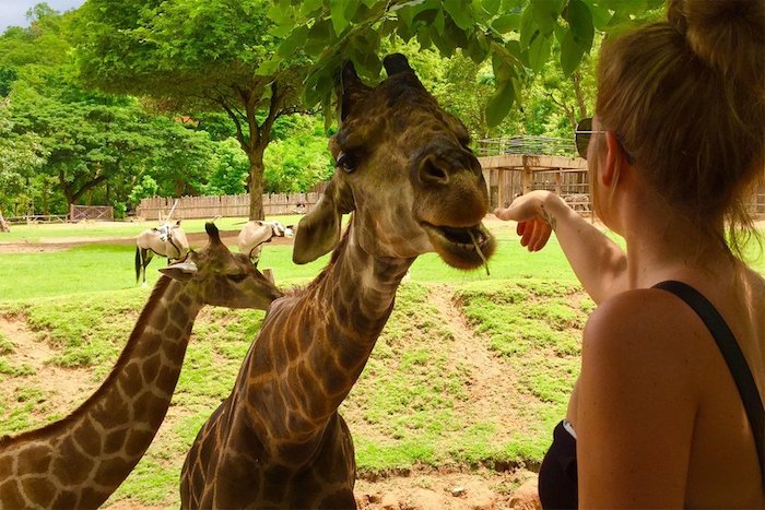 Sriracha Tiger Zoo Pattaya