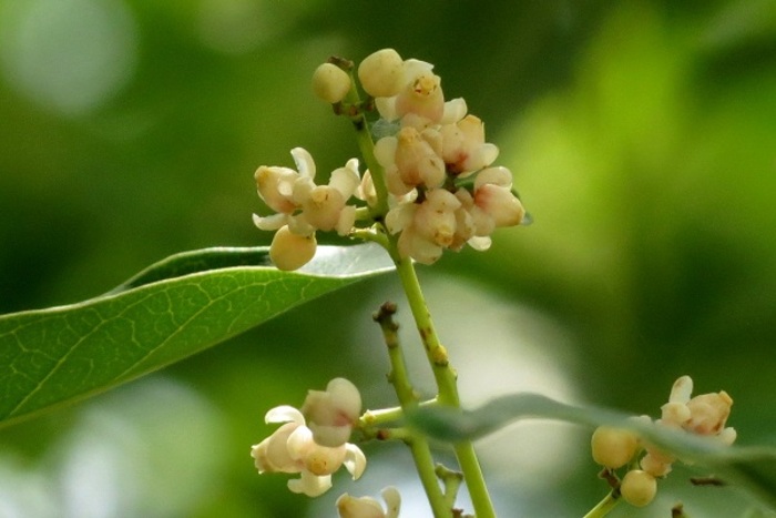 Mùa hoa xà cừ tháng 7: Lặng lẽ mà gây thương nhớ