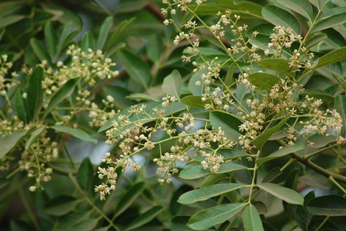 Mùa hoa xà cừ tháng 7: Lặng lẽ mà gây thương nhớ