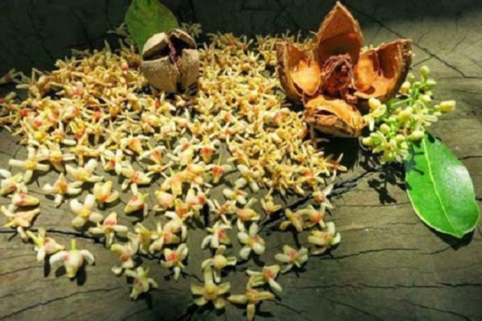 Mùa hoa xà cừ tháng 7: Lặng lẽ mà gây thương nhớ