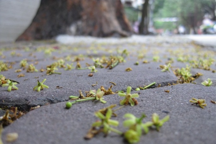 Mùa hoa xà cừ tháng 7: Lặng lẽ mà gây thương nhớ