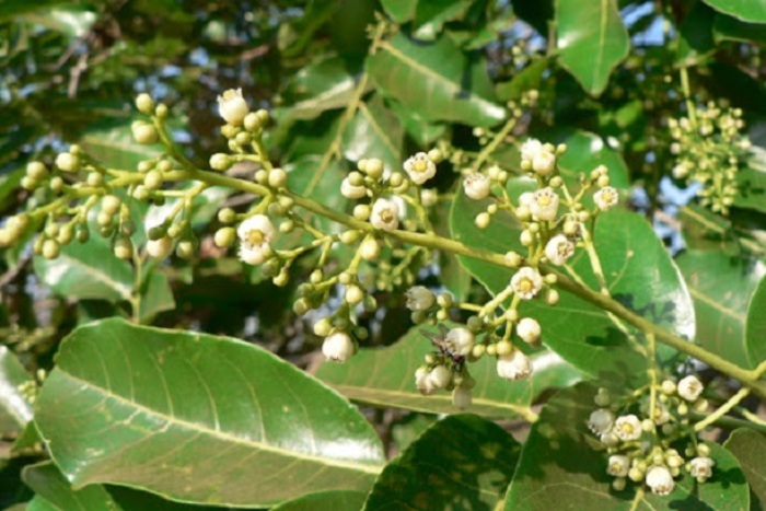 Mùa hoa xà cừ tháng 7: Lặng lẽ mà gây thương nhớ