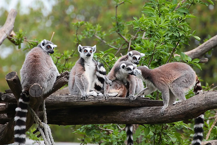 Quốc đảo Madagascar, một trong những địa điểm thiên nhiên hoang dã đẹp nhất châu Phi.
