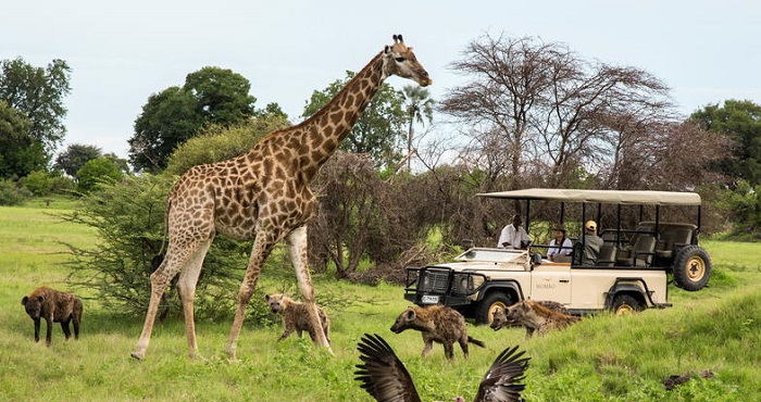 Khu bảo tồn Moremi Game Reserve, một trong những điểm đến đẹp nhất Botswana.