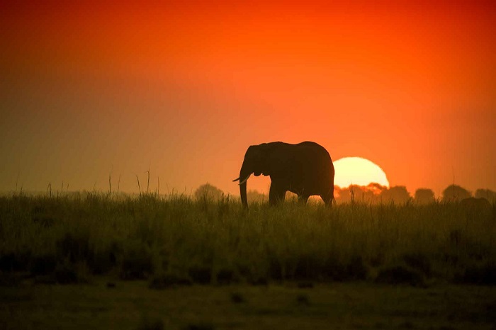 Công viên quốc gia Chobe, một trong những điểm đến đẹp nhất Botswana.