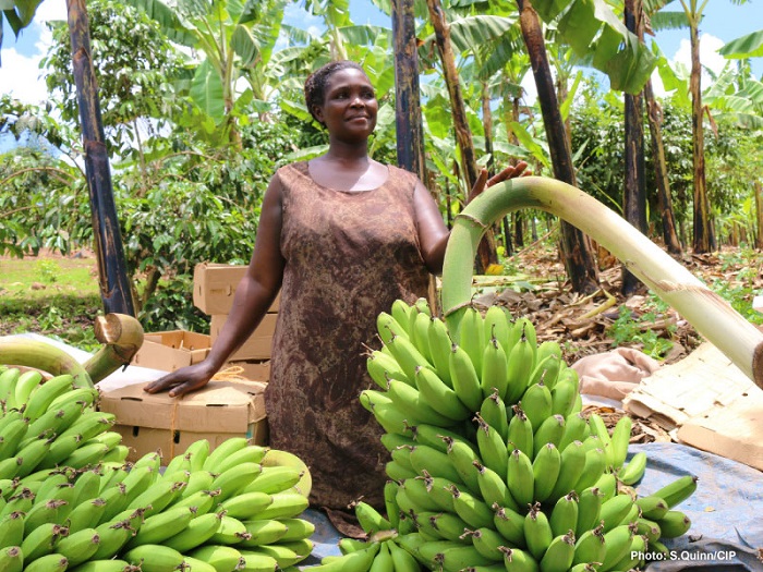 Một trong những điều thú vị về Uganda chính là món ăn phổ biến nhất là chuối. 