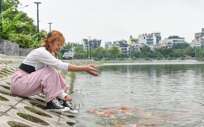 Cá koi Đầm Đông Hồ Tây là hồ cá koi lớn nhất Hà Nội