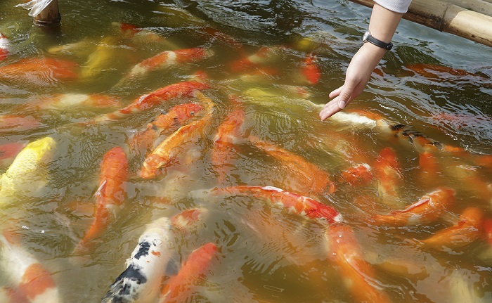 hồ cá koi Hồ Tây