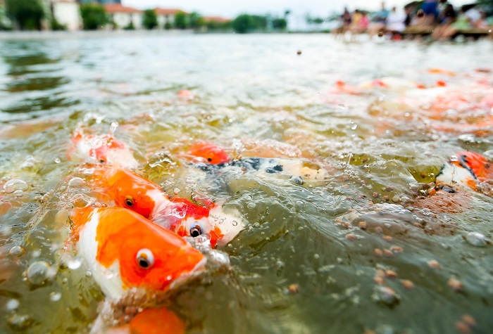 Cá koi hồ tây 