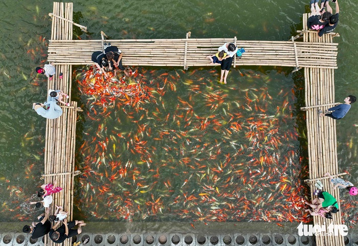 hồ cá koi Hồ Tây hút khách