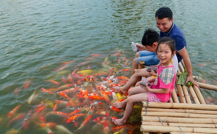 hồ cá koi Hồ Tây hút khách
