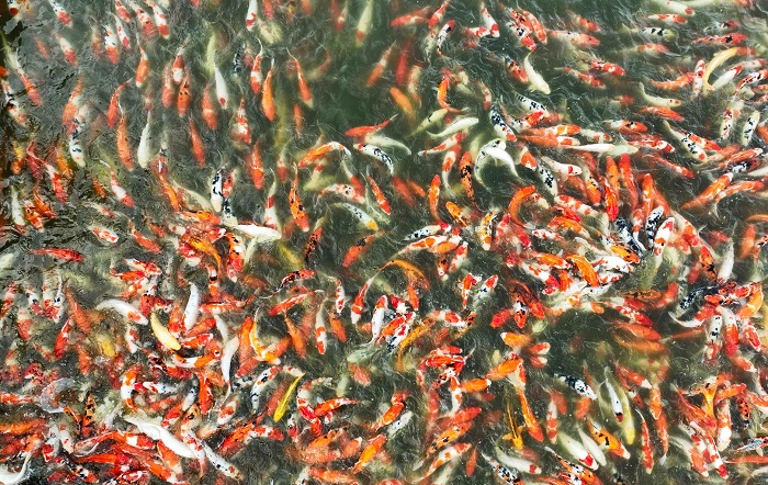 Cá koi hồ tây 