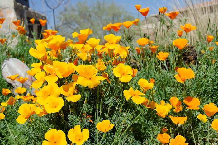 kinh nghiệm đi thành phố El Paso