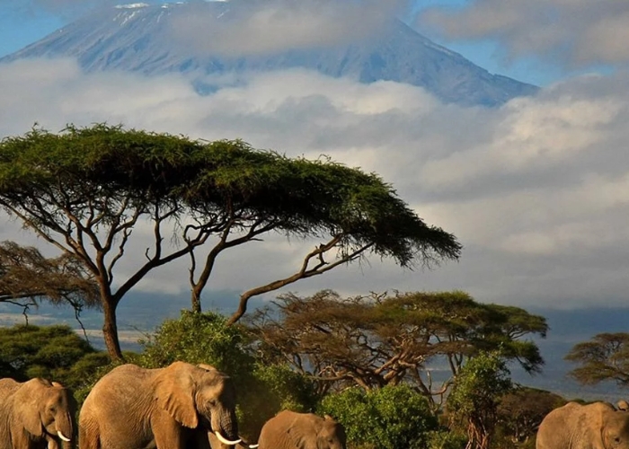 Du lịch Tanzania - Núi Kilimanjaro là điểm thu hút chính của công viên Quốc gia Kilimanjaro