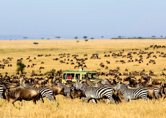 Du lịch Tanzania -  Serengeti là địa hình độc đáo với những thung lũng mênh mông, cánh đồng cỏ bạt ngàn, và những dãy núi hùng vĩ