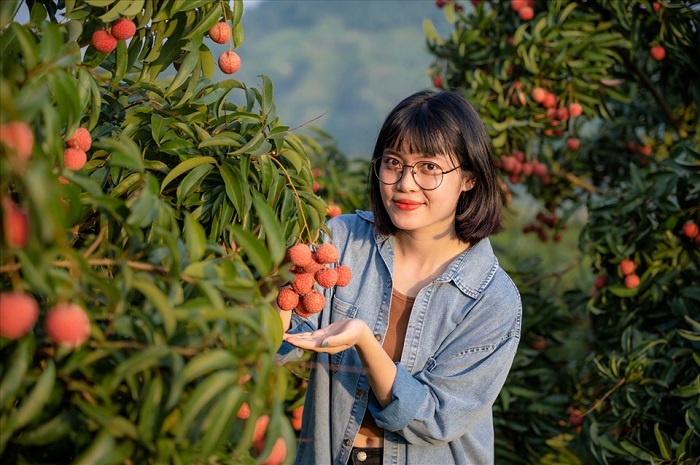 địa điểm dã ngoại ở Bắc Giang có vườn vải ngon có tiếng, đang chờ bạn thăm quan 