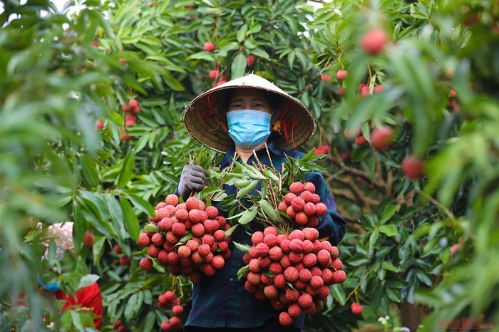 địa điểm dã ngoại ở Bắc Giang mùa vải không chỉ ăn vải mà còn hiểu hơn về cách chăm bón, thu hoạch vải