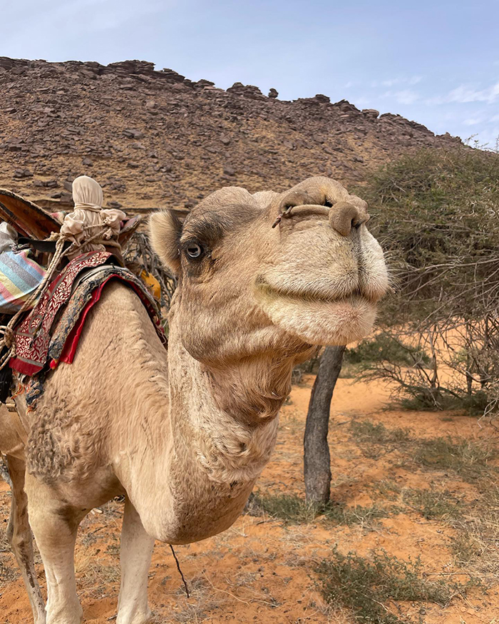 Trải nghiệm cưỡi lạc đà khi du lịch mauritania