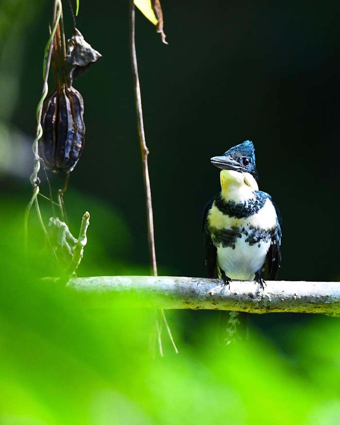 Khám phá Main Ridge Forest Reserve khi du lịch Trinidad và Tobago