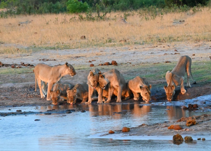 Du lịch Zimbabwe - Công viên Quốc gia Hwange là điểm đến lý tưởng cho những ai tìm kiếm trải nghiệm du lịch hoang dã