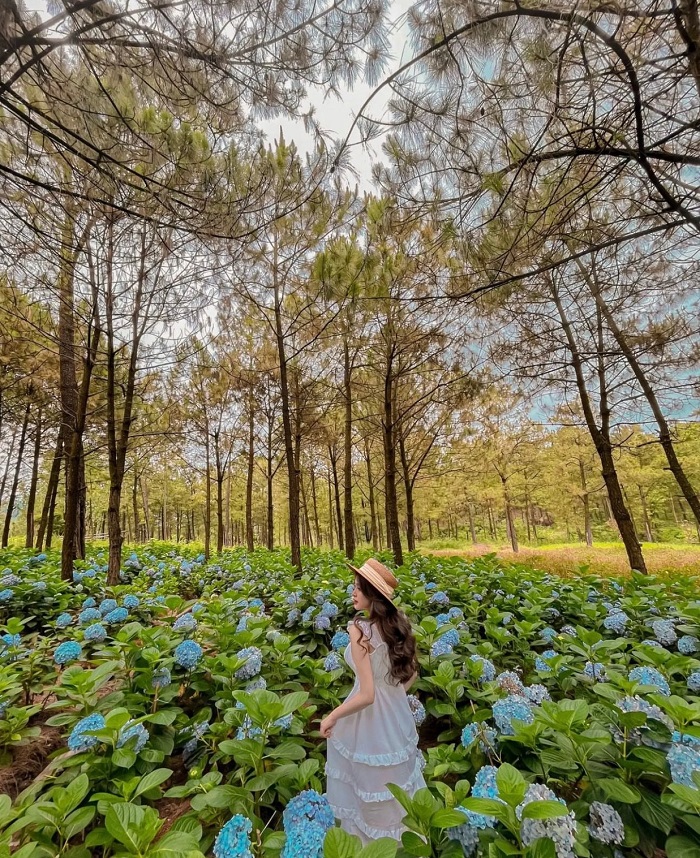 Vườn hoa rực rỡ trong khuôn viên hồ Yên Trung Quảng Ninh