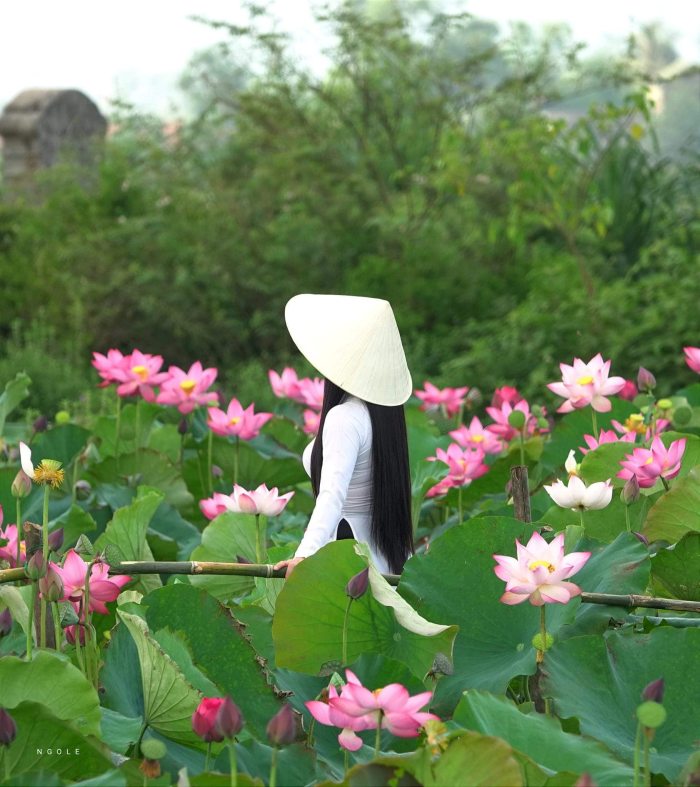 loài hoa mùa hạ xứ Huế 