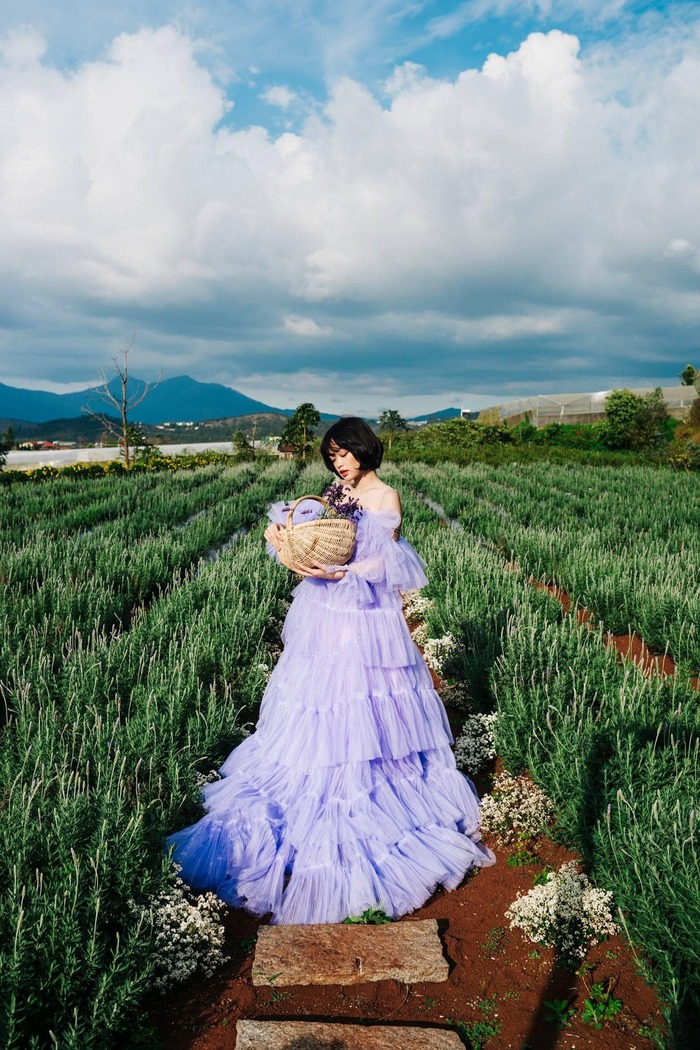 mùa hoa tháng 6 ở Đà Lạt - lavender tím lãng mạn