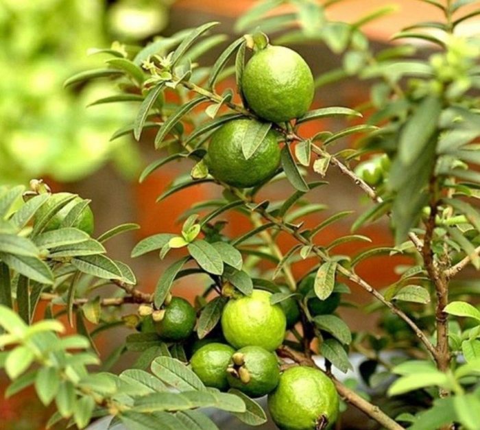 Thảo nguyên Bùi Hui Quảng Ngãi