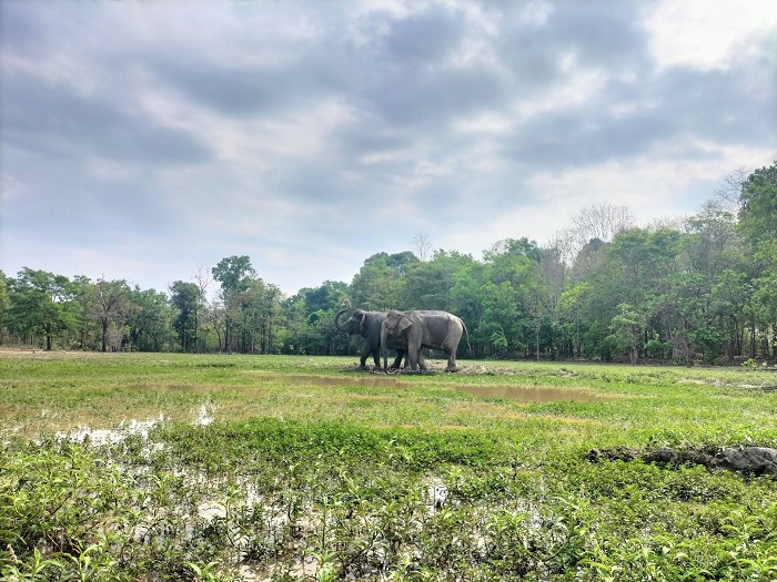 Khám phá thiên nhiên kỳ diệu tại Yok Đôn khi du lịch Buôn Đôn Tây Nguyên