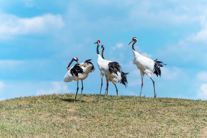 Khám phá khu bảo tồn thiên nhiên quốc gia Qiqihar Zalong