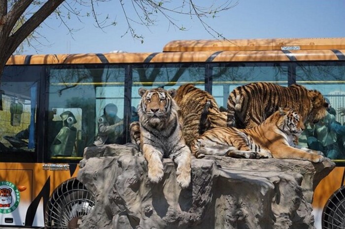 Nhìn ngắm những chú hổ cùng cẩm nang du lịch Hắc Long Giang Trung Quốc