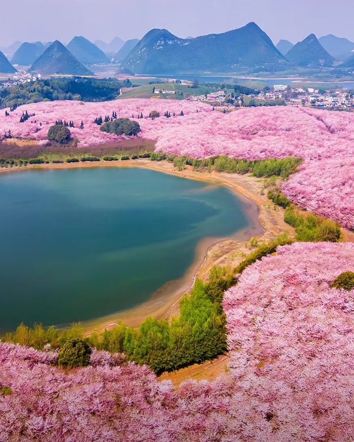 Vườn đào vạn mẫu là địa danh không thể không nhắc đến trong Cẩm nang du lịch Quý Châu Trung Quốc