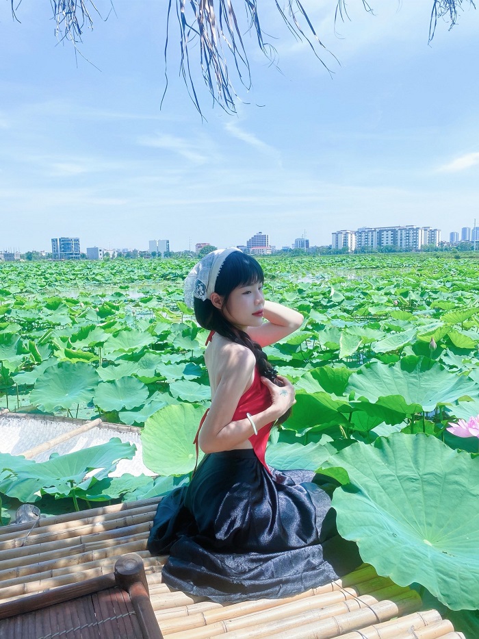 Những cánh hoa sen rực rỡ chào đón hè sang tại đầm sen Âu Cơ Bắc Ninh