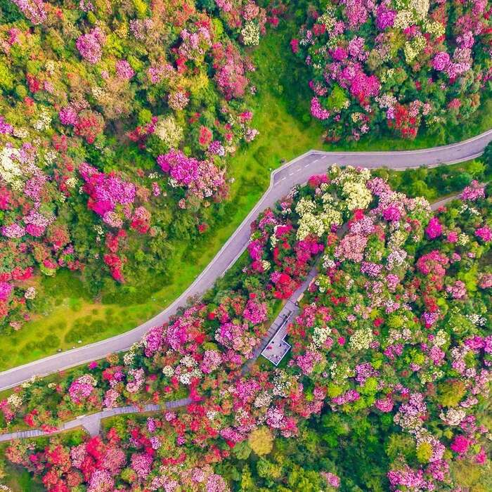 Nhiều loài hoa đua nhau kheo sắc - Cẩm nang du lịch Quý Châu Trung Quốc 