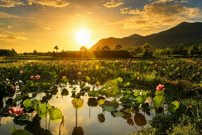 Vẻ đẹp thơ mộng của đồng sen Trà Lý thời khắc đầu ngày.