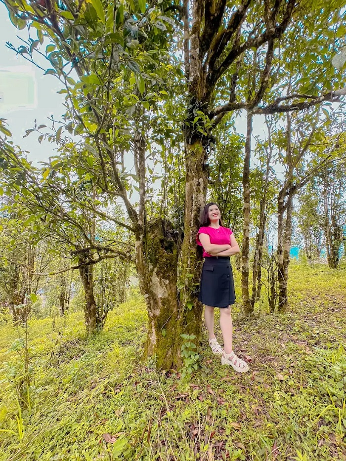 Ghé đồi chè cổ thụ Sà Dề Phìn khi thăm thác Nậm Lúc Lai Châu