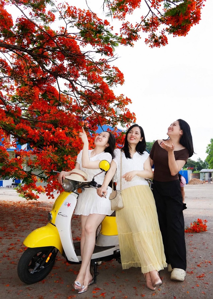 Bạn có thể tới cây phượng vĩ Quảng Ngãi một cách nhanh chóng
