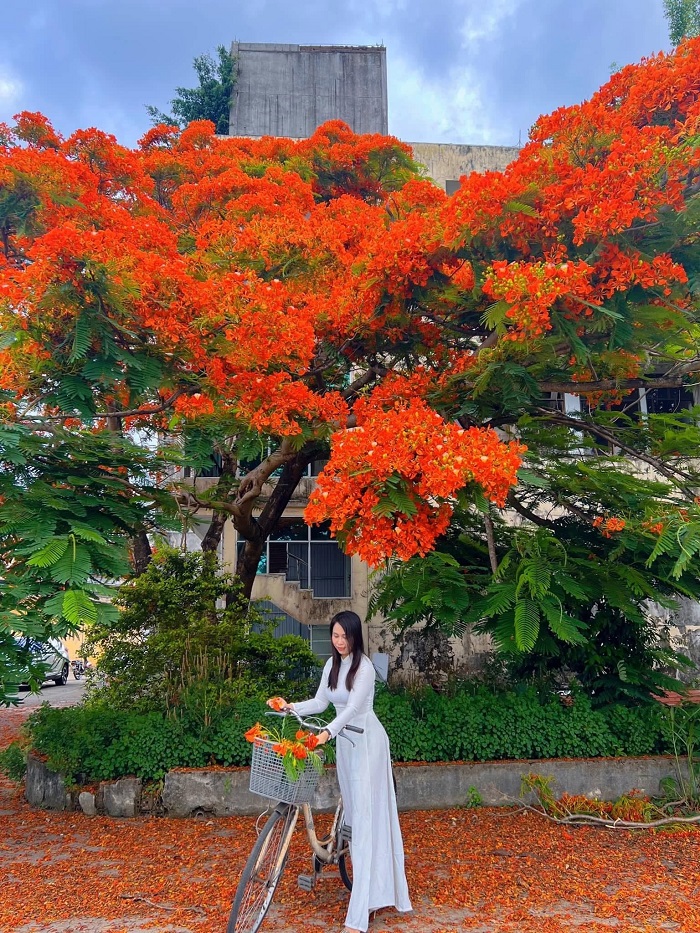 Trang phục màu trắng lên ảnh cực nổi ở cây phượng vĩ Quảng Ngãi