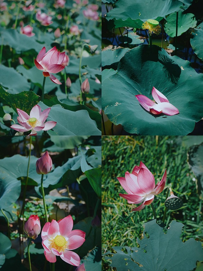Bạn có thể chọn nhiều phương tiện để tới đầm sen Trà Lý Quảng Nam