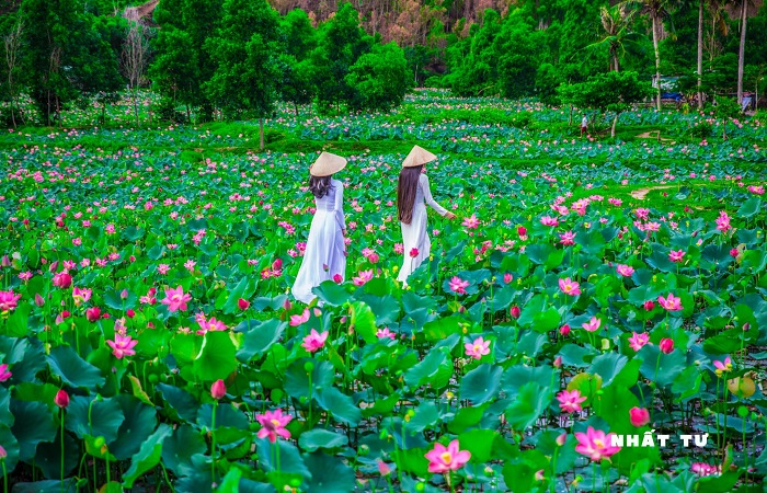 Còn chần chờ gì nữa mà không rủ bạn bè tới đầm sen Trà Lý Quảng Nam nào