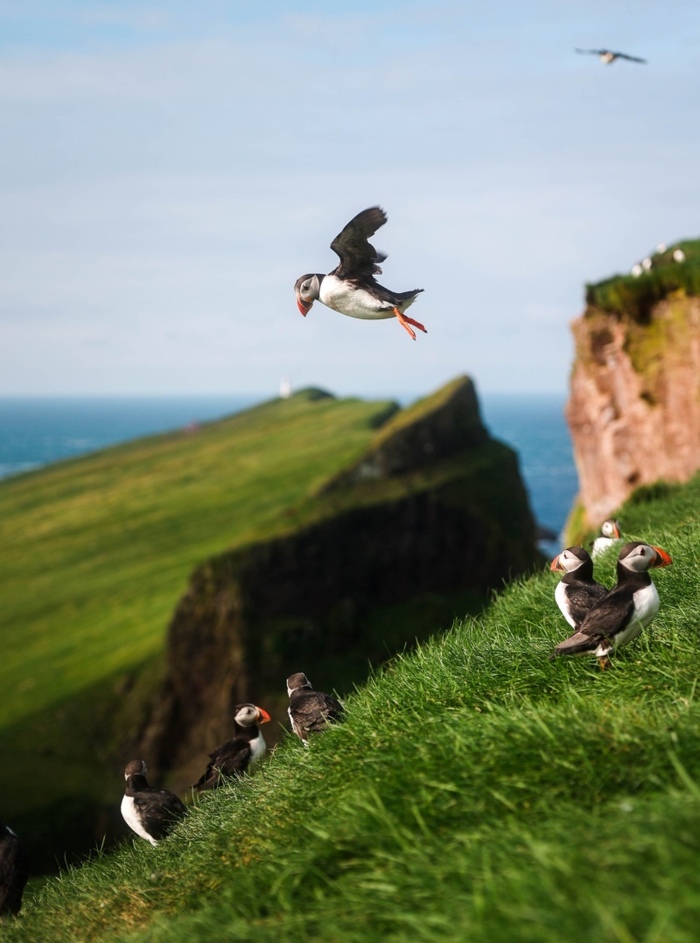 Tham quan quần đảo Faroe Đan Mạch - Ngắm chim biển
