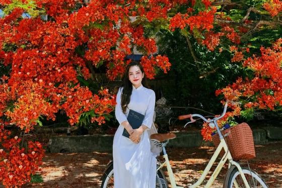 Cây phượng vĩ Quảng Ngãi hơn 30 năm tuổi, đang HOT rần rần