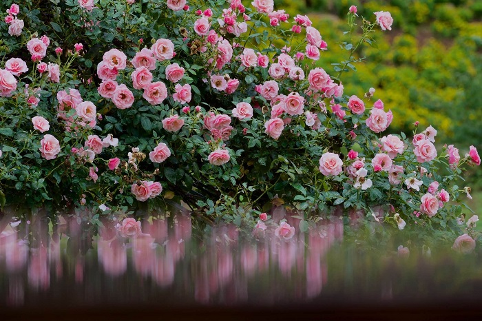 Thung lũng hoa Mộc Châu The Flora tràn ngập sắc hoa hồng