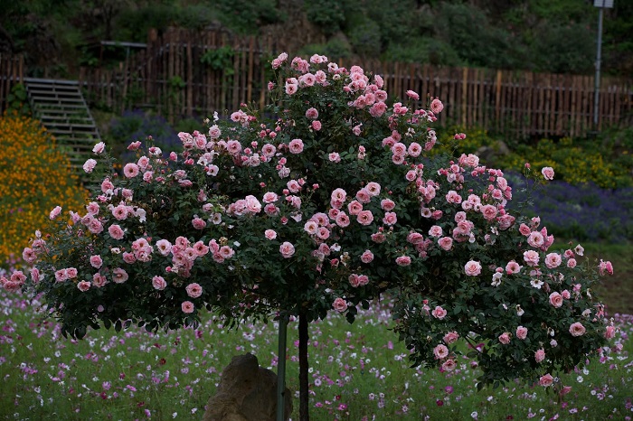 Thung lũng hoa Mộc Châu The Flora góc nào cũng đẹp