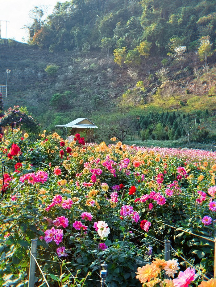 Kinh nghiệm khám phá thung lũng hoa Mộc Châu The Flora