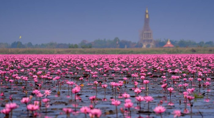 Hồ Sen Đỏ Thái Lan: Điểm check-in lãng mạn như chốn tiên cảnh