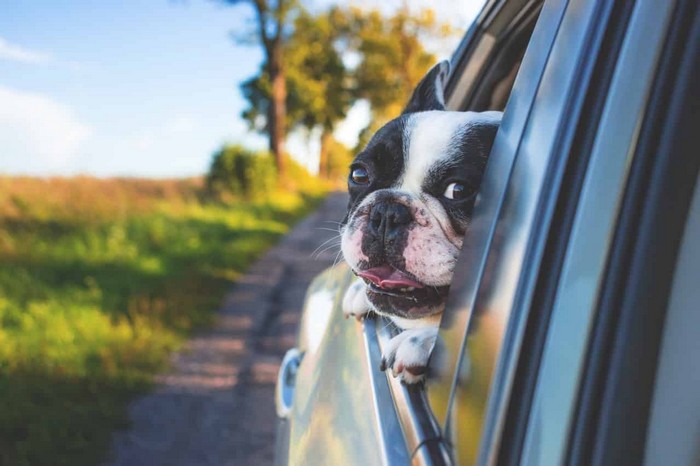Cho thú cưng tập đi ô tô trước khi đi du lịch cùng thú cưng. 