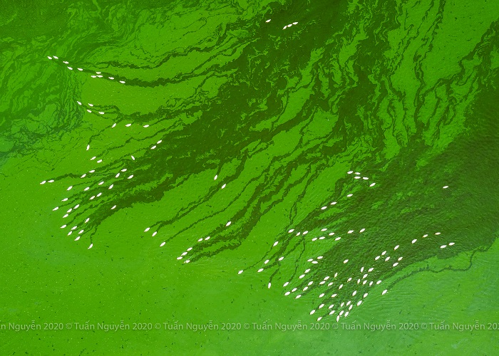 mùa tảo xanh hồ Trị An