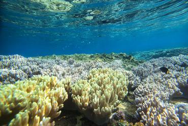 Say lòng với vẻ đẹp của những rạn san hô ở Việt Nam