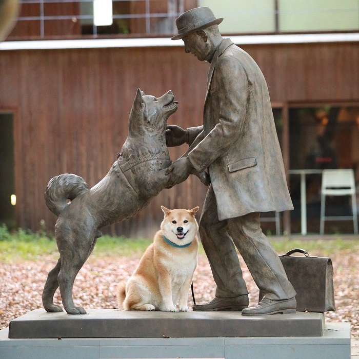 Bức tượng chú chó Hachiko tại Nhật Bản và những chuyện chưa kể